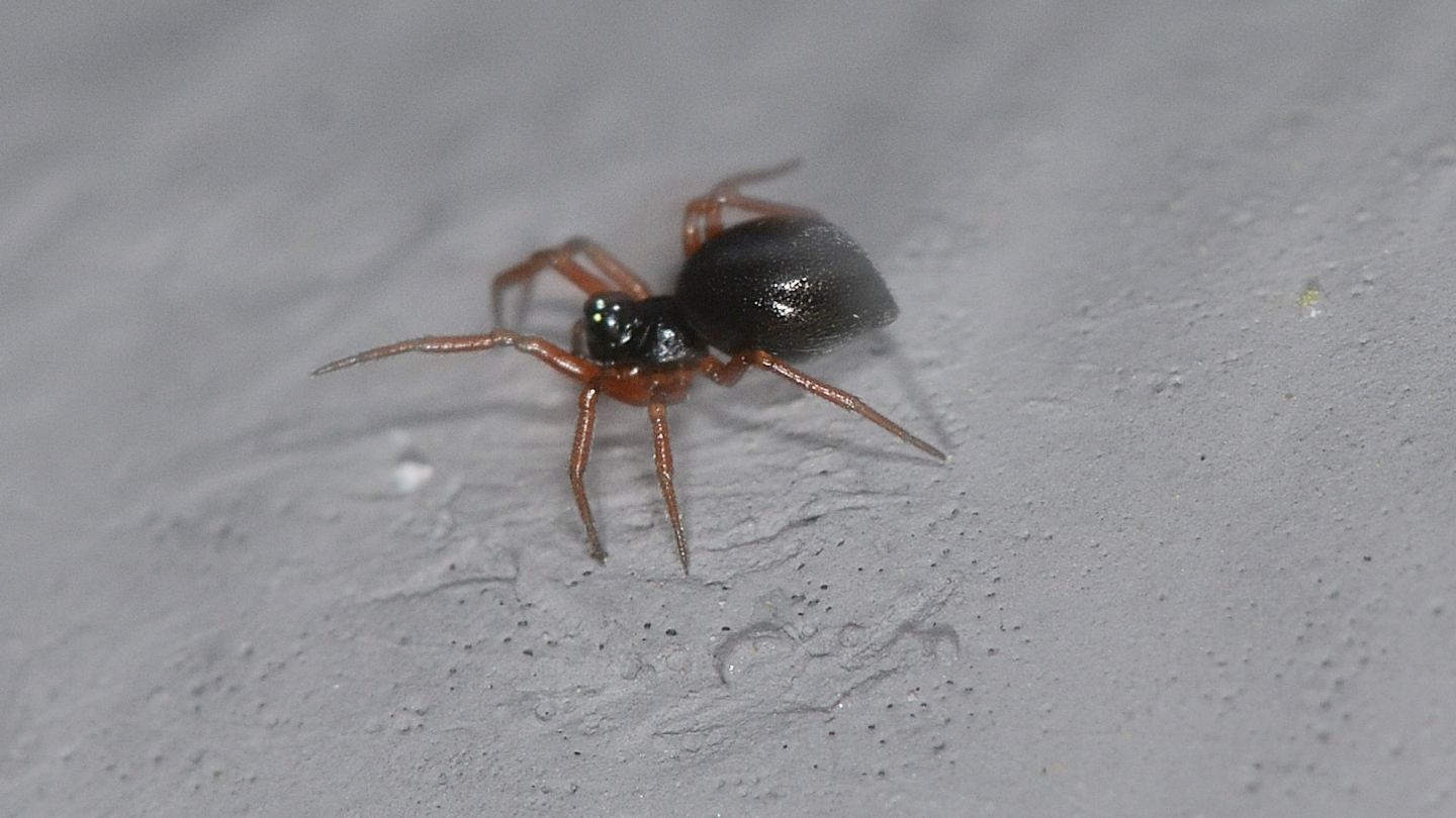 zampe rosse: Linyphiidae Erigoninae - Bannio Anzino (VCO)