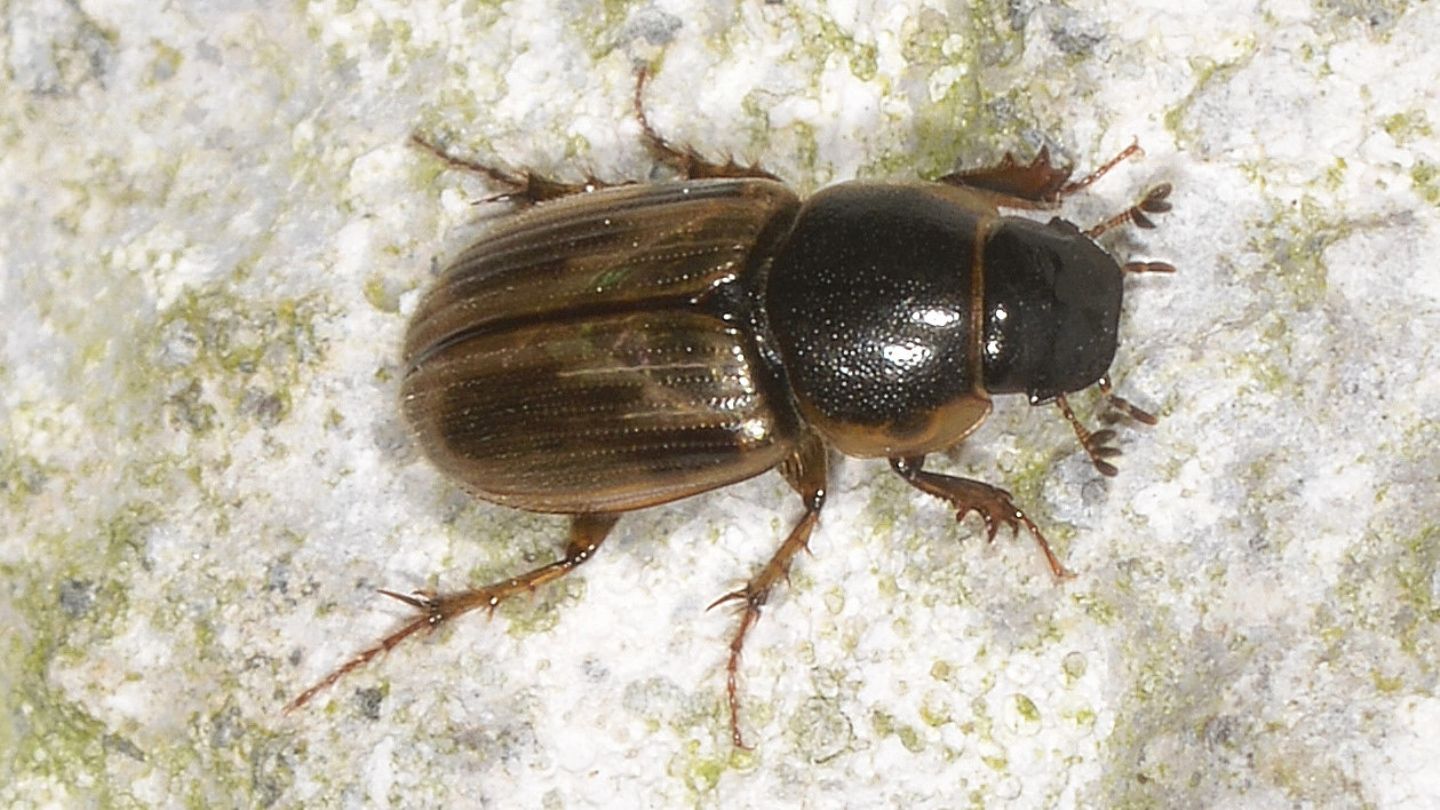 Aphodiidae: Melinopterus cfr. prodromus