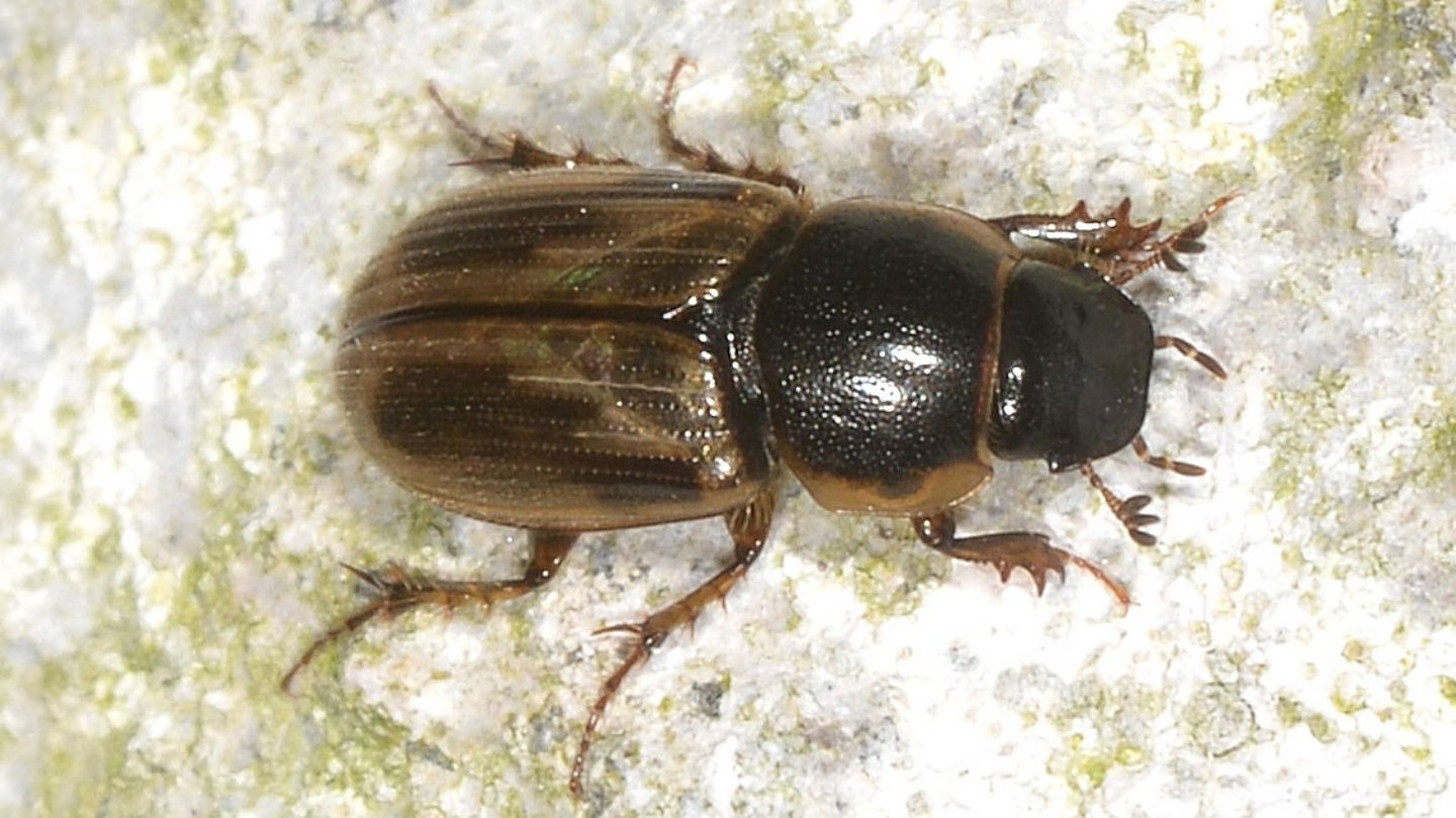 Aphodiidae: Melinopterus cfr. prodromus