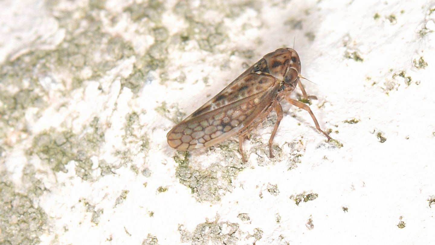 Cicadellidae:  cfr. Dryodurgades  sp., femmina