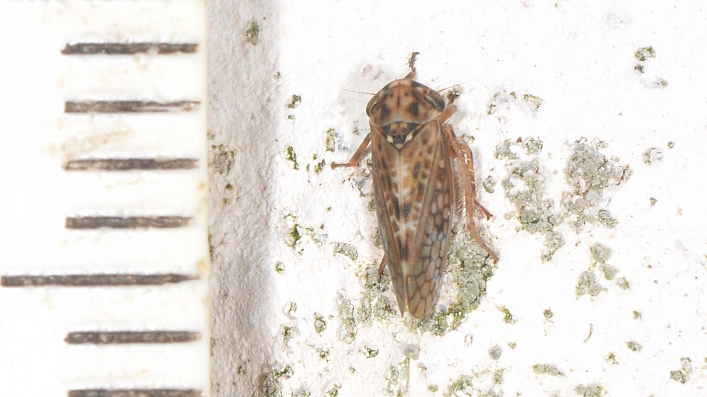 Cicadellidae:  cfr. Dryodurgades  sp., femmina