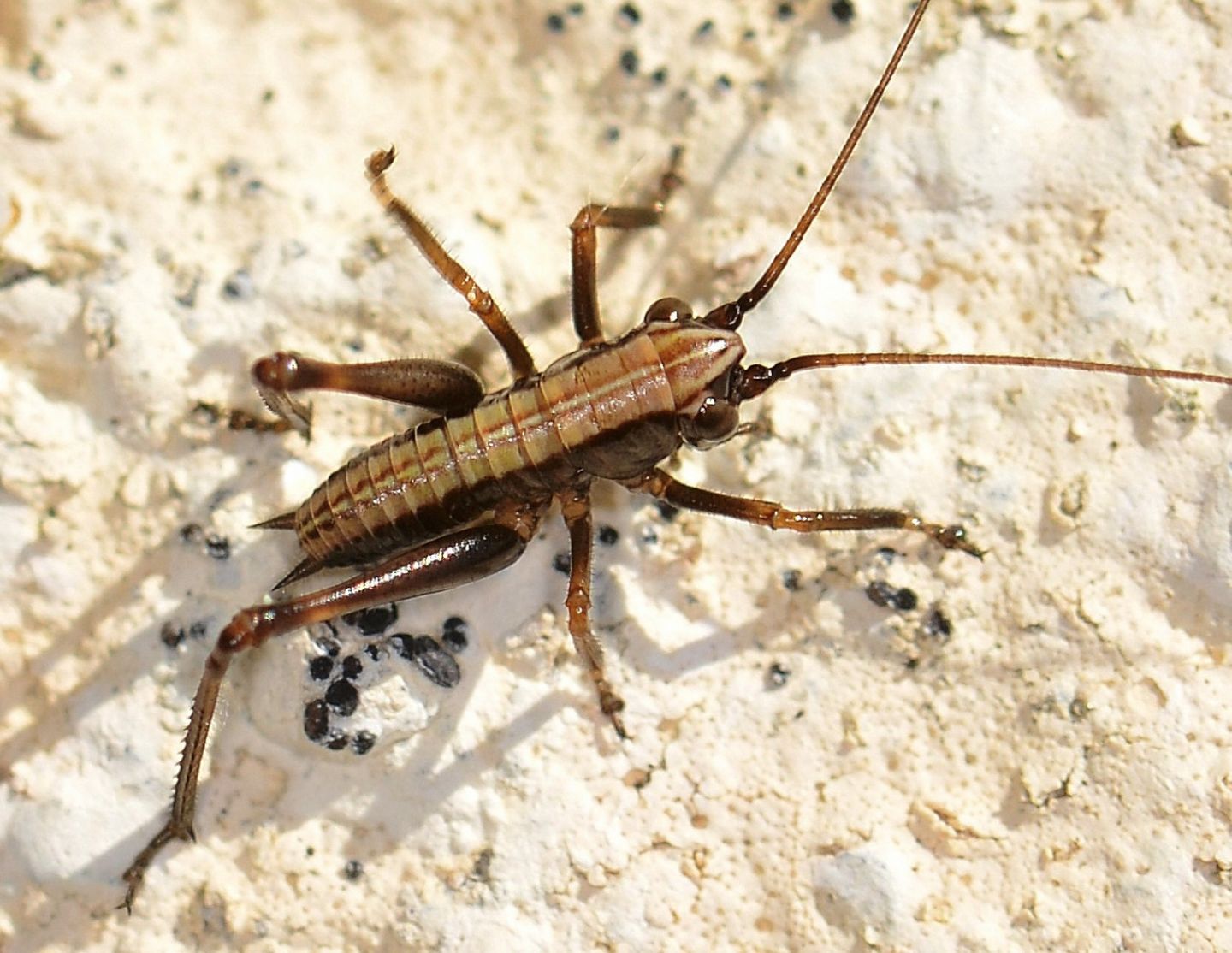 giovane ? S, neanide di Tettigoniidae: cfr. Eupholidoptera sp.