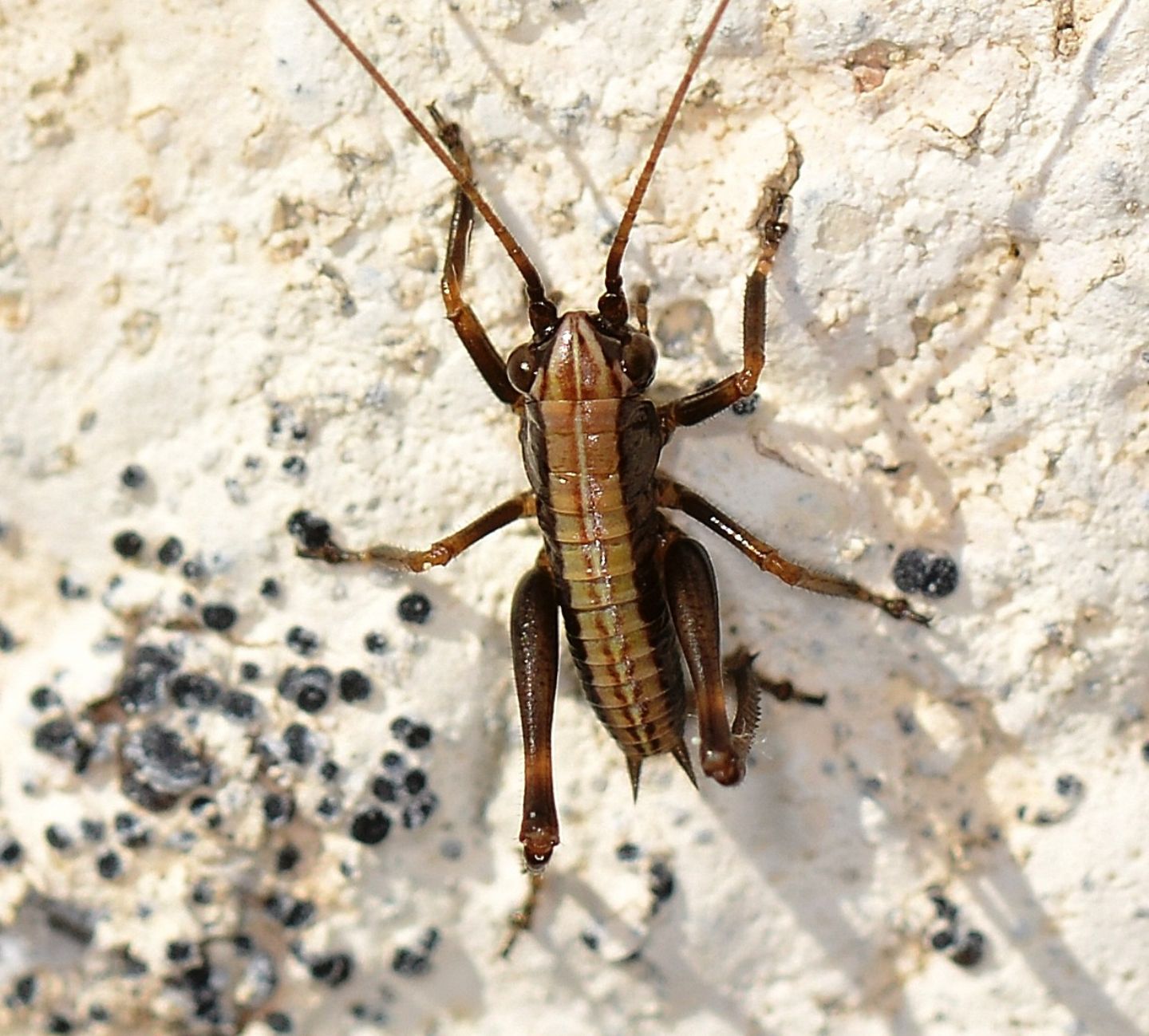 giovane ? S, neanide di Tettigoniidae: cfr. Eupholidoptera sp.