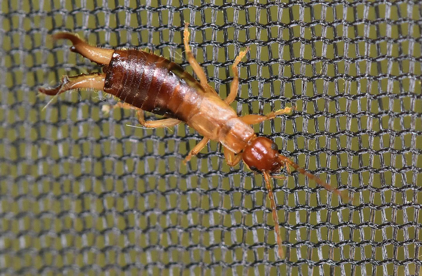 Forbicina corsa:  Guanchia cfr. pubescens (Forficulidae)