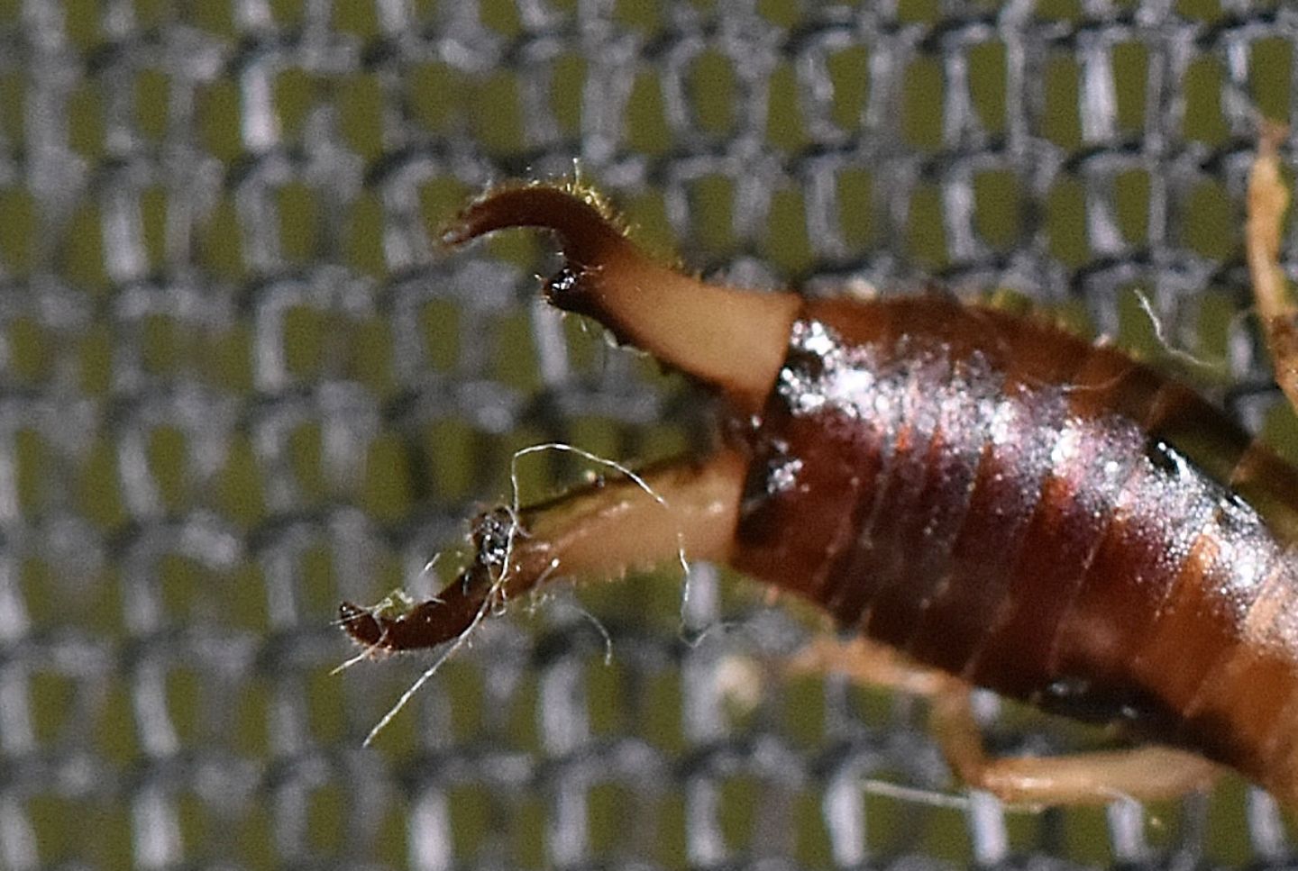 Forbicina corsa:  Guanchia cfr. pubescens (Forficulidae)