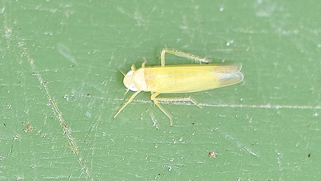 Cicadellidae Typhlocybinae (genere non determinabile)