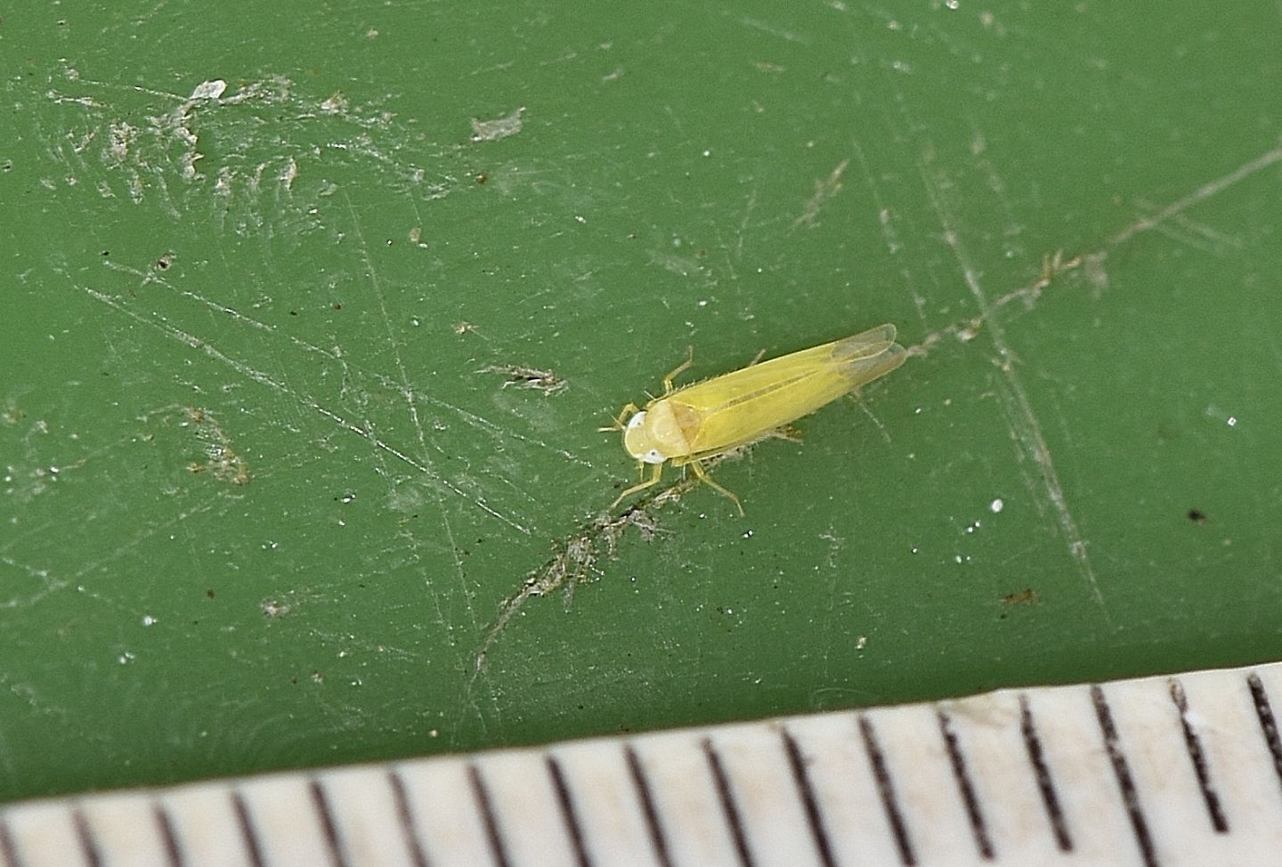 Cicadellidae Typhlocybinae (genere non determinabile)