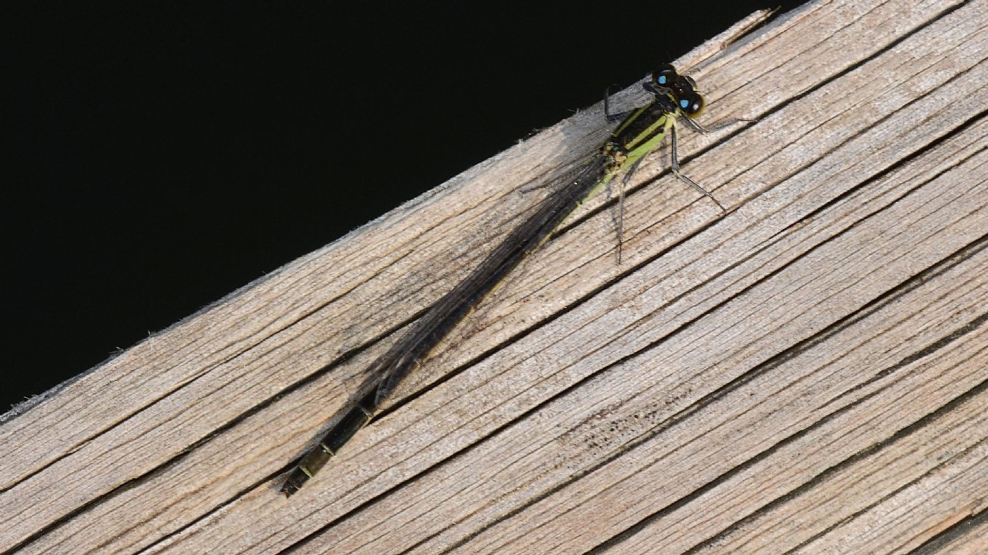Ischnura elegans f. autocroma, femmina