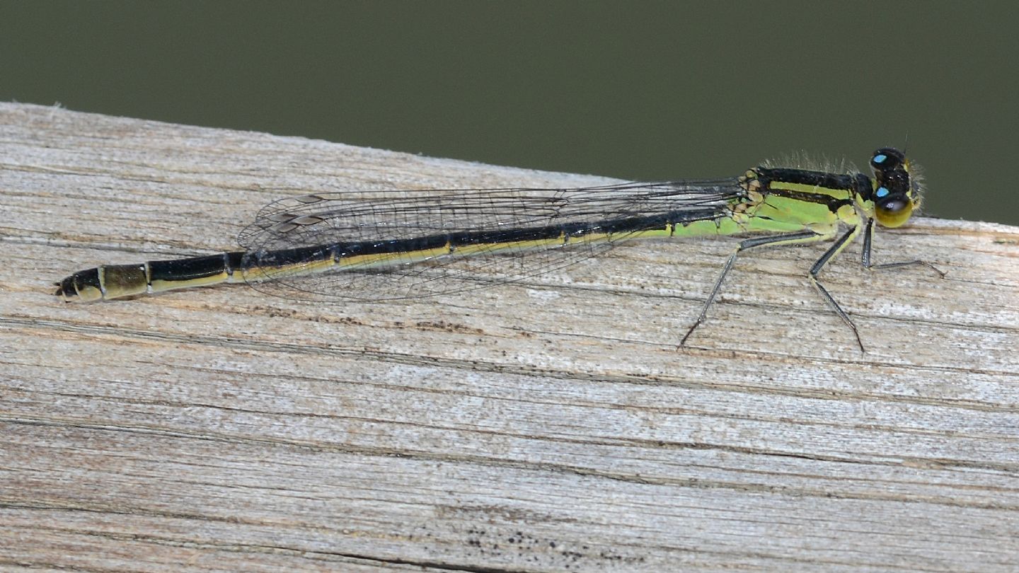 Ischnura elegans f. autocroma, femmina