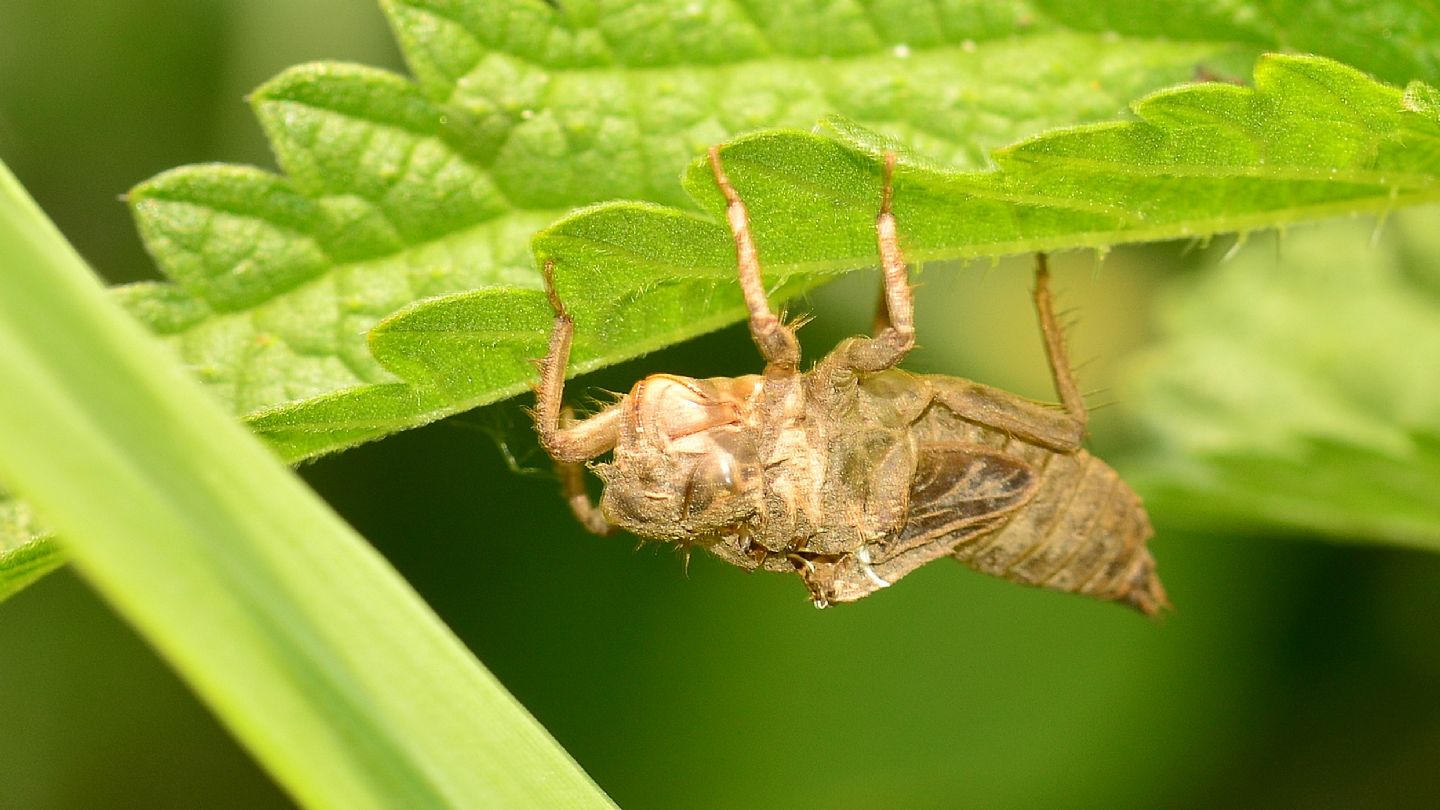 Exuvia ? s, prob. Orthetrum albistylum