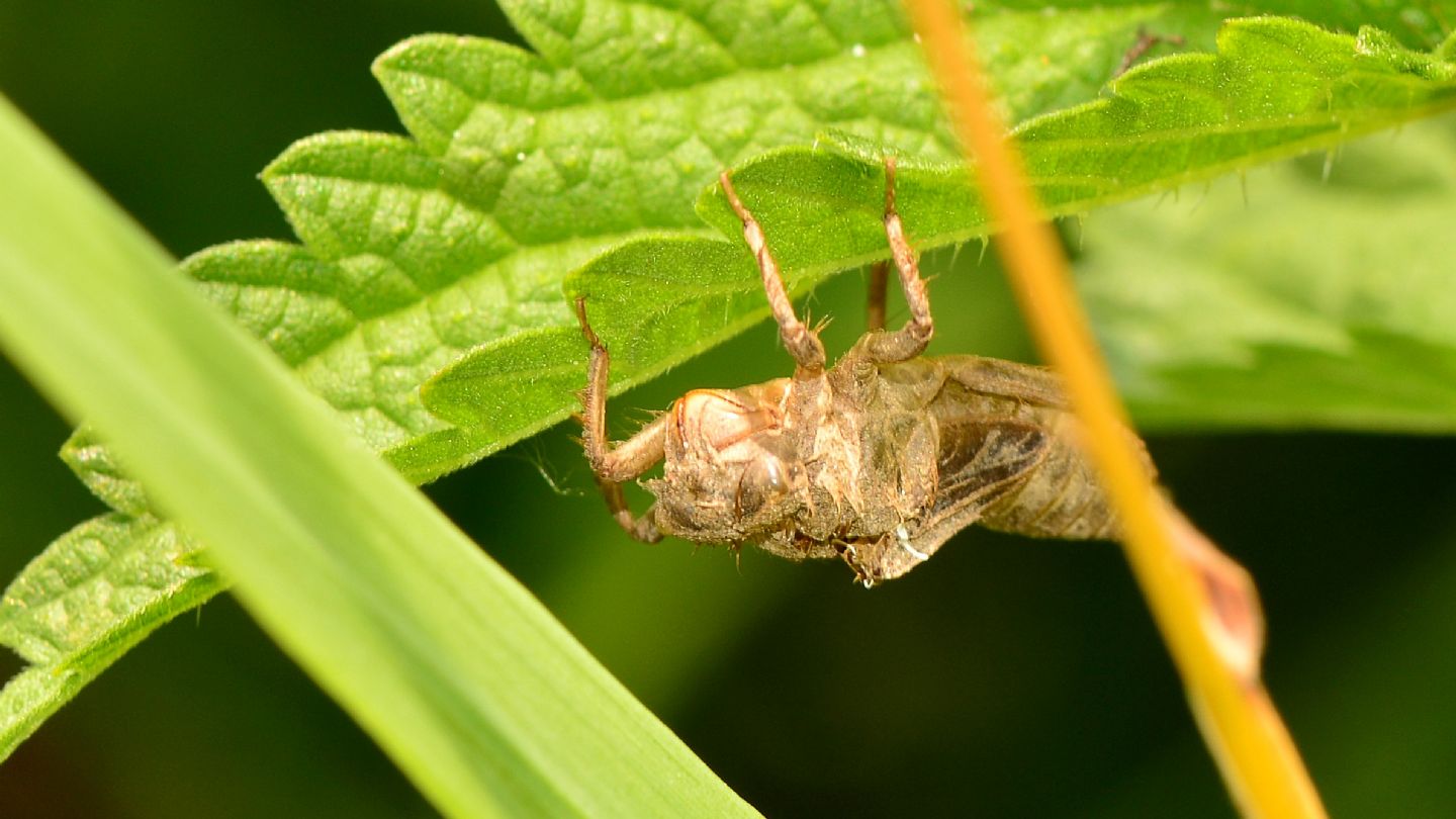 Exuvia ? s, prob. Orthetrum albistylum