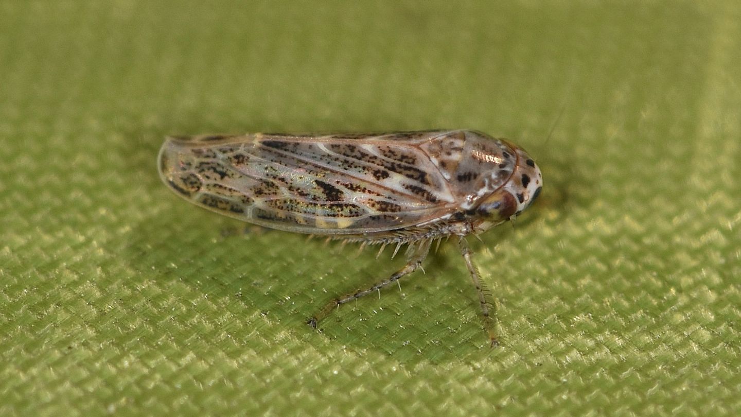 Cicadella corsa