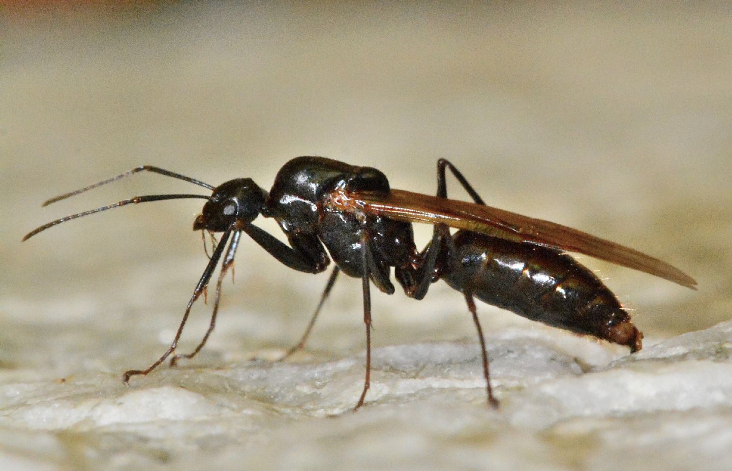 Formicidae: maschio di Camponotus sp.