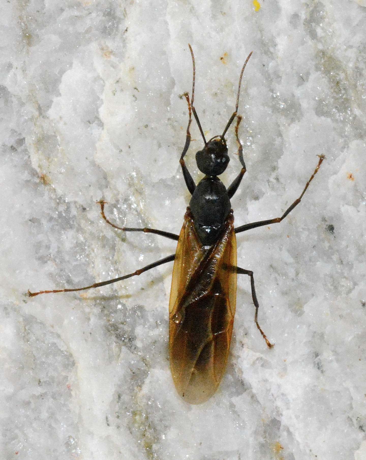 Formicidae: maschio di Camponotus sp.