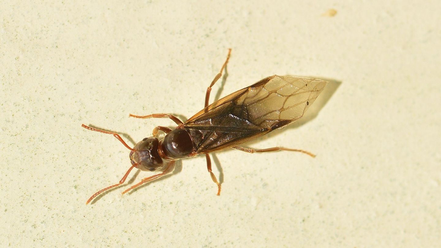 Formicidae: regina di Lasius (Chthonolasius) sp. con bordo alare ripiegato all''apice