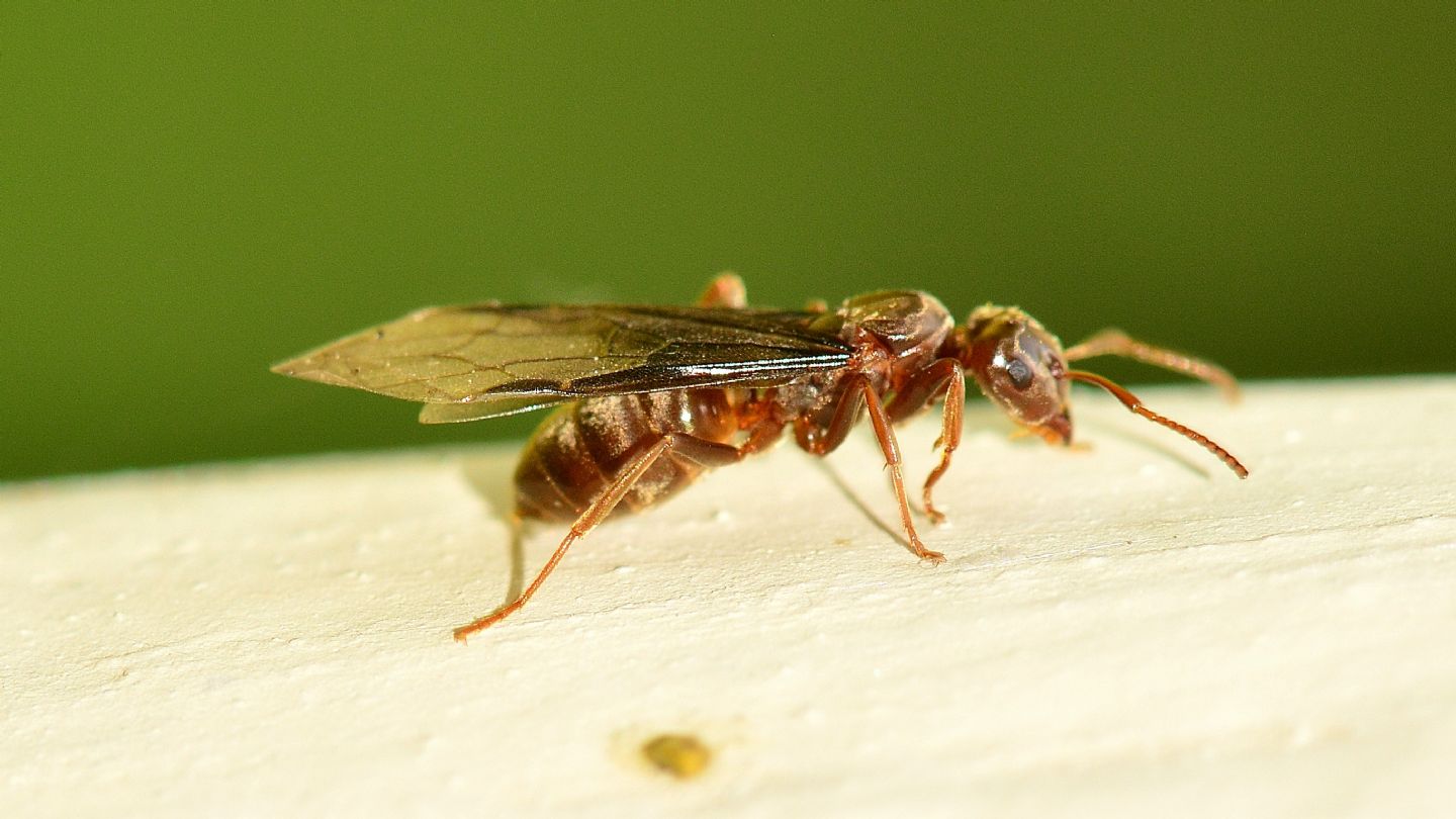 Formicidae: regina di Lasius (Chthonolasius) sp. con bordo alare ripiegato all''apice