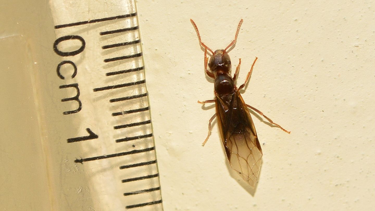 Formicidae: regina di Lasius (Chthonolasius) sp. con bordo alare ripiegato all''apice