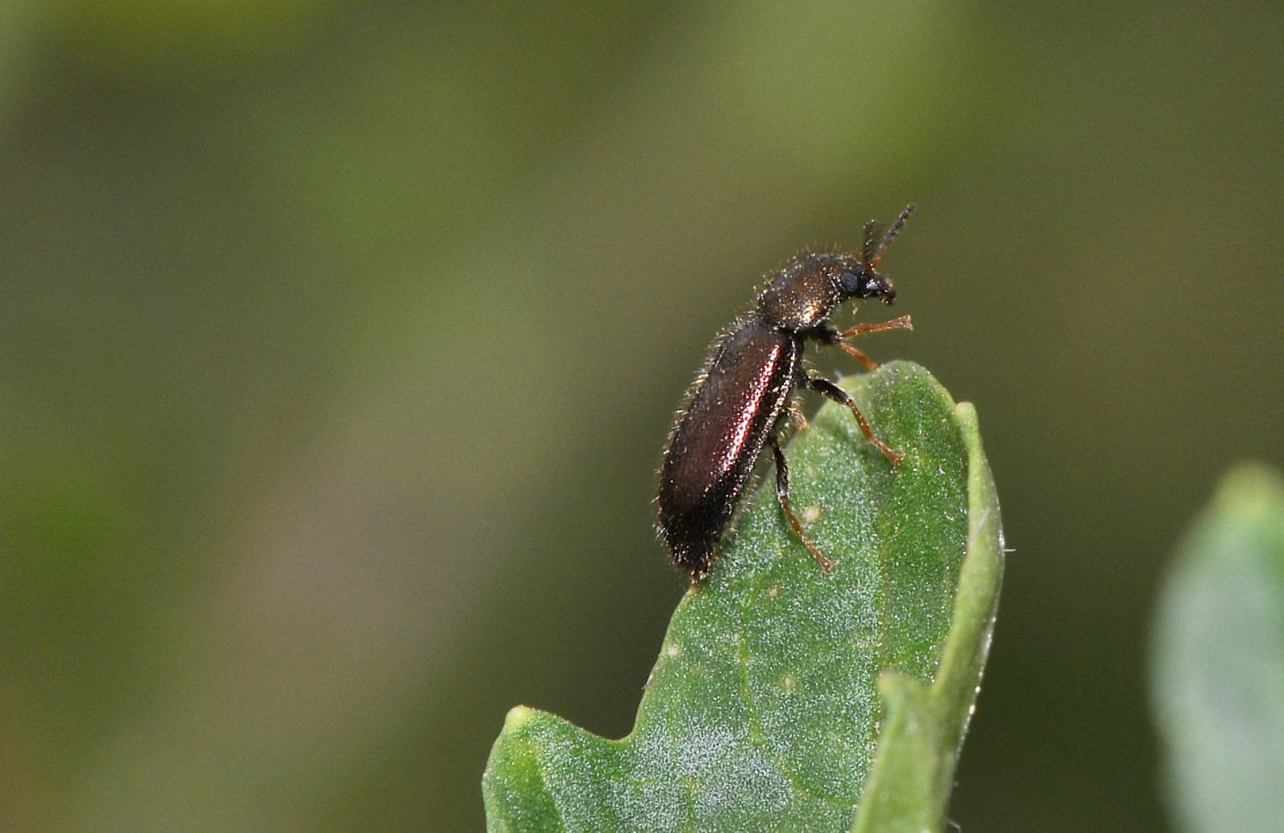 Dasytidae:  Aplocnemus sp., femmina