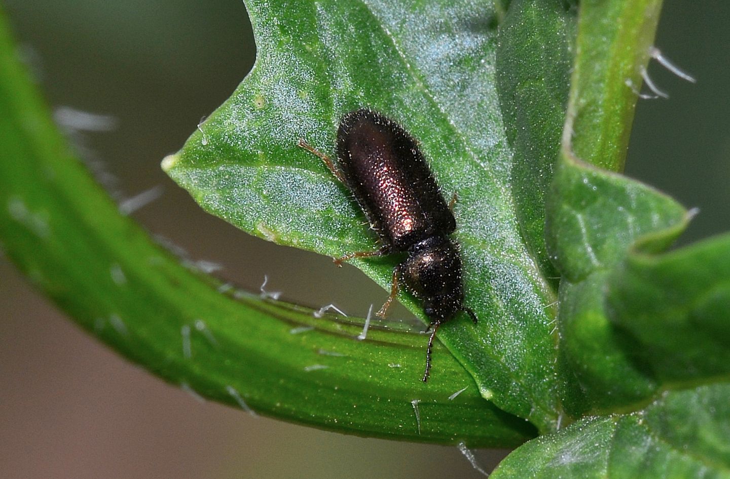 Dasytidae:  Aplocnemus sp., femmina