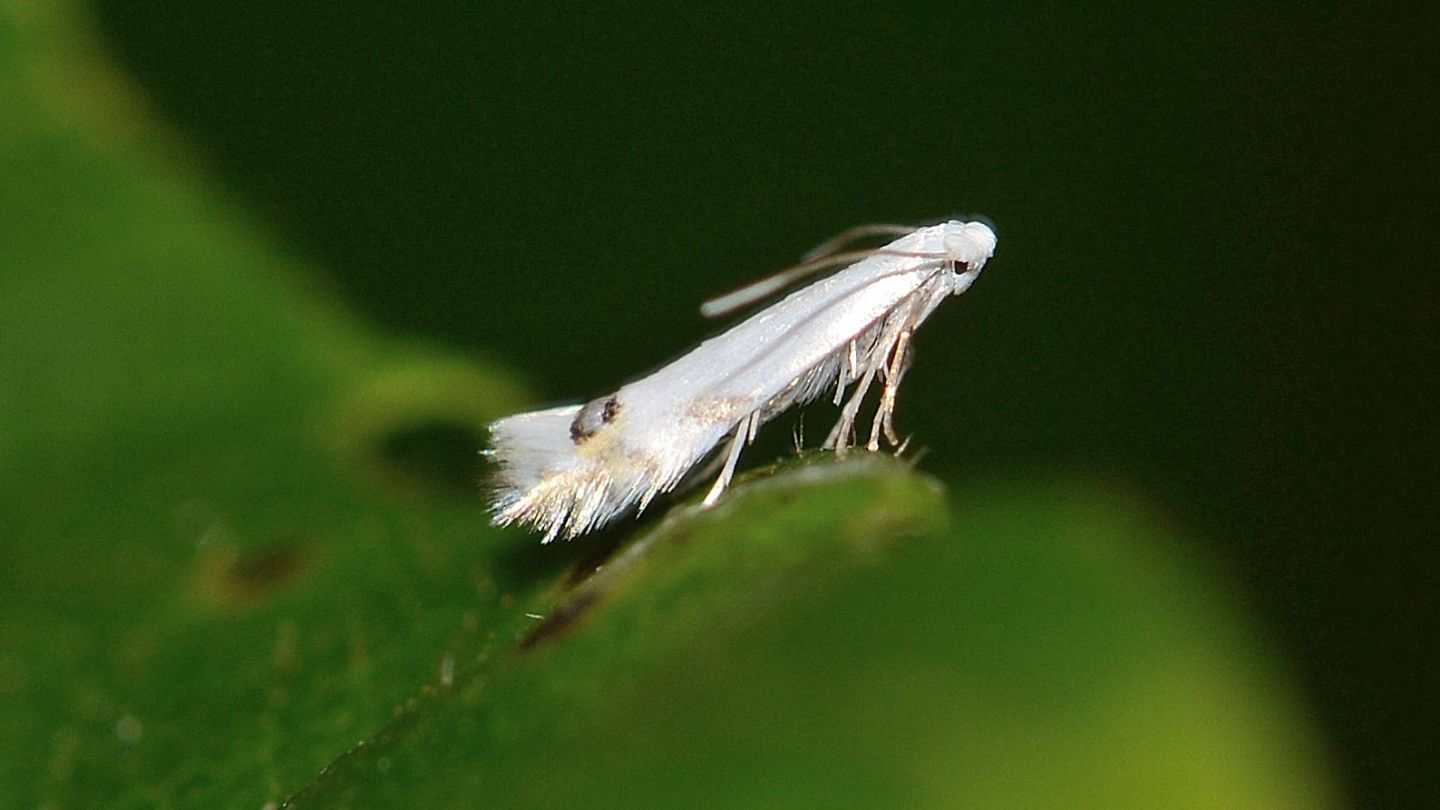 Lyonetiidae - Leucoptera spartifoliella