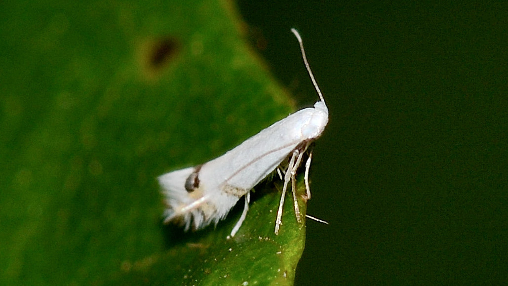 Lyonetiidae - Leucoptera spartifoliella