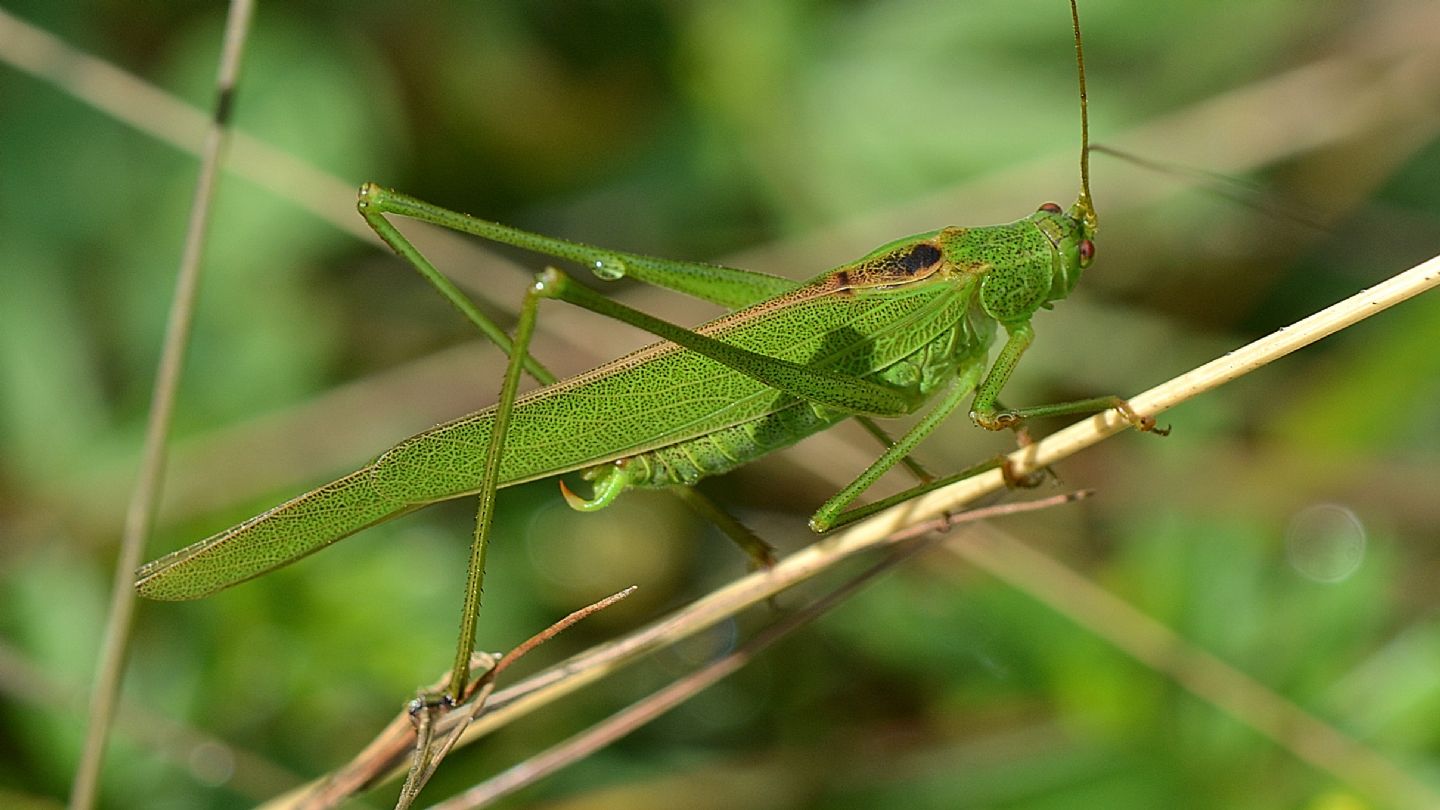 Phaneropteridae: Phaneroptera falcata