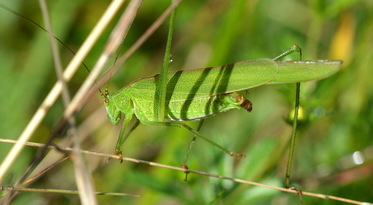 Phaneropteridae: Phaneroptera falcata