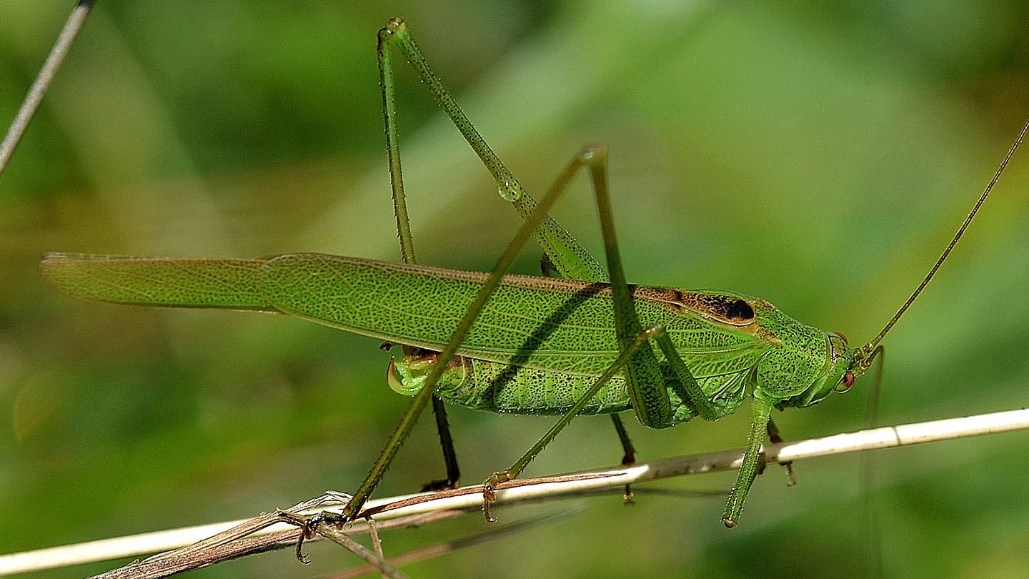 Phaneropteridae: Phaneroptera falcata