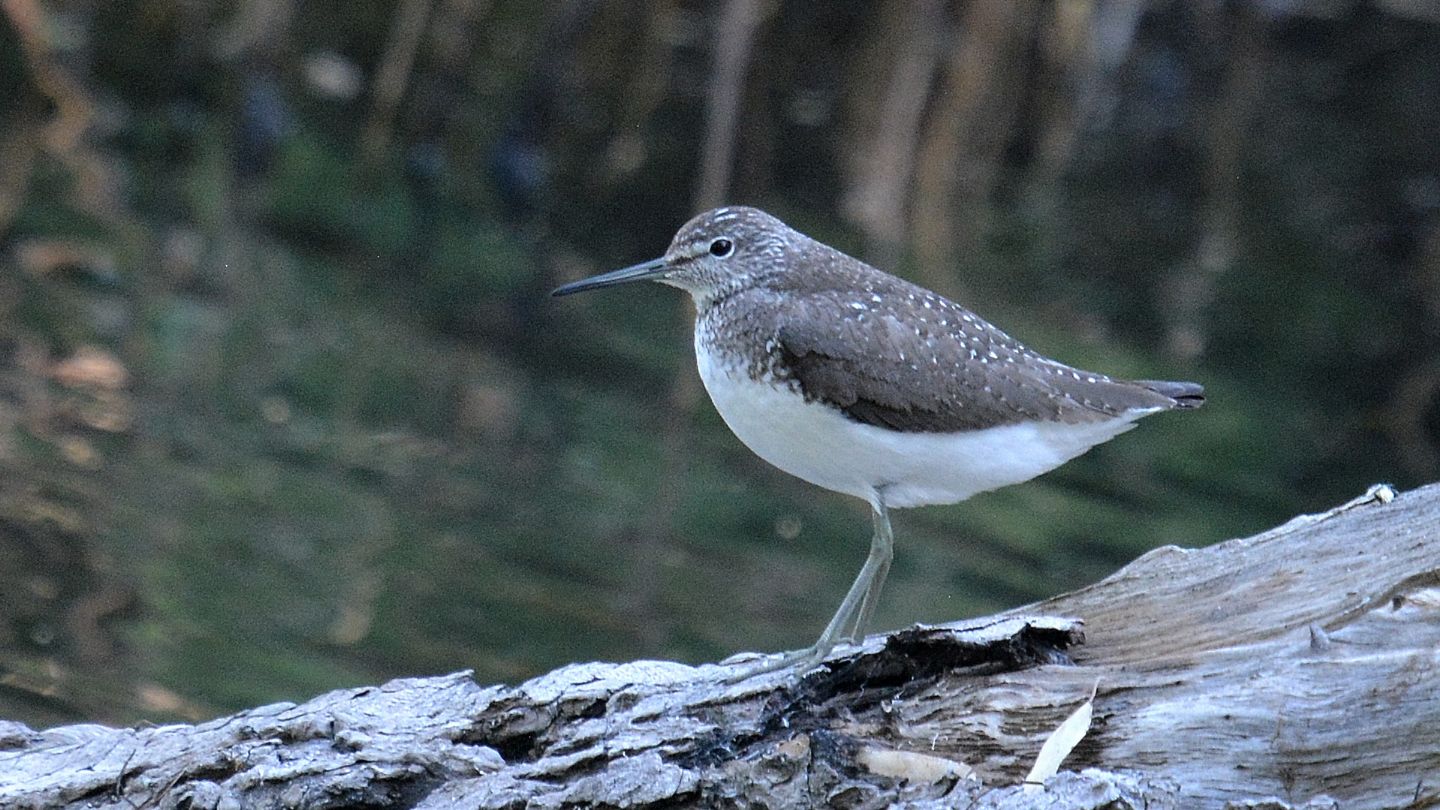 Limicolo ? S, Piro Piro culbianco (Tringa ochropus)