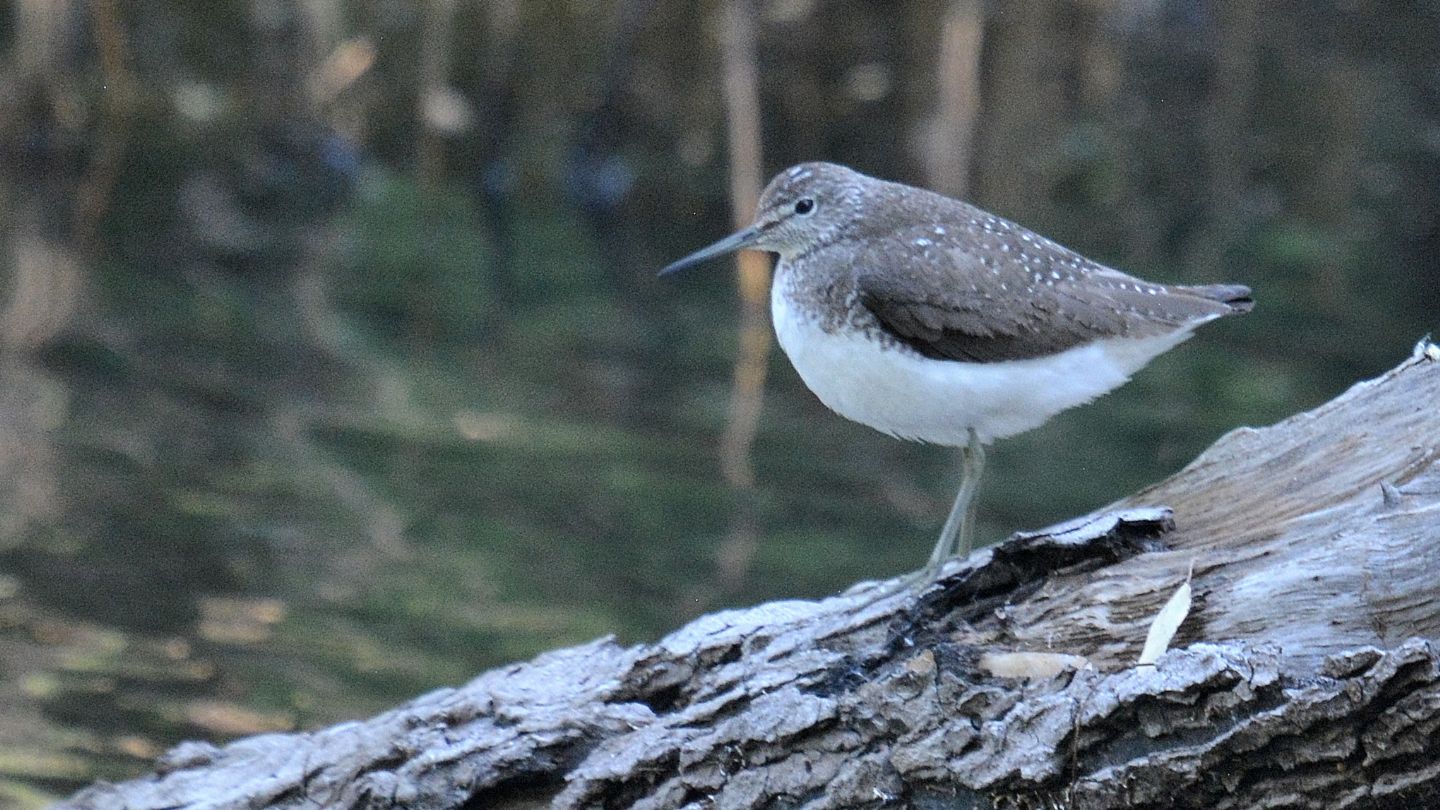 Limicolo ? S, Piro Piro culbianco (Tringa ochropus)