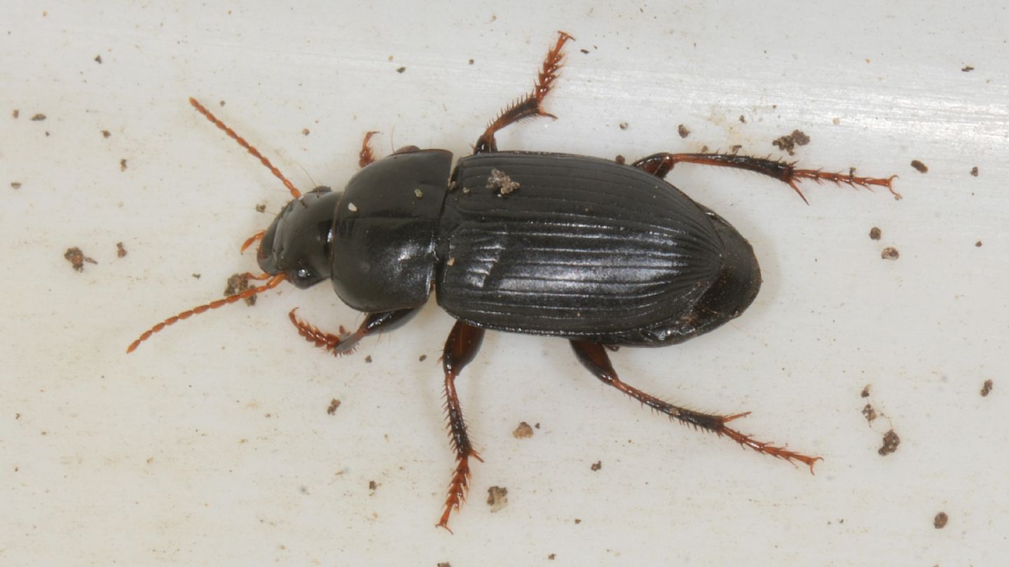 Carabidae da id: Harpalus tardus