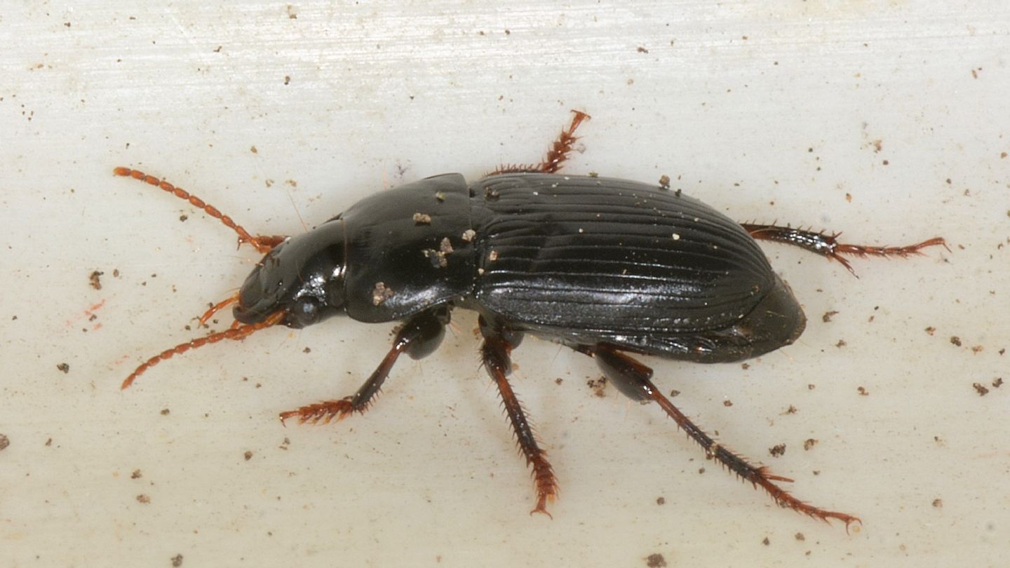 Carabidae da id: Harpalus tardus