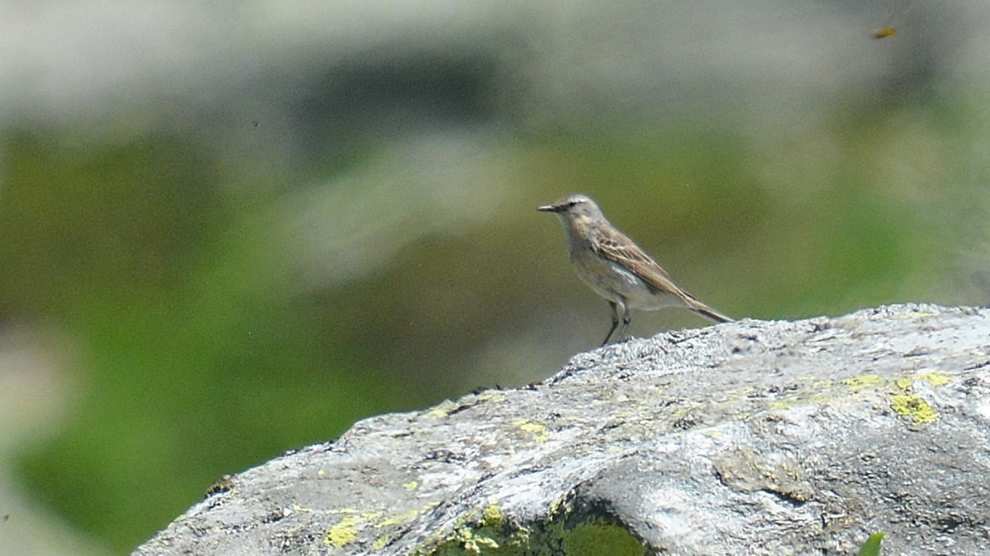 Si riconosce ?  S, Spioncello  (Anthus spinoletta)