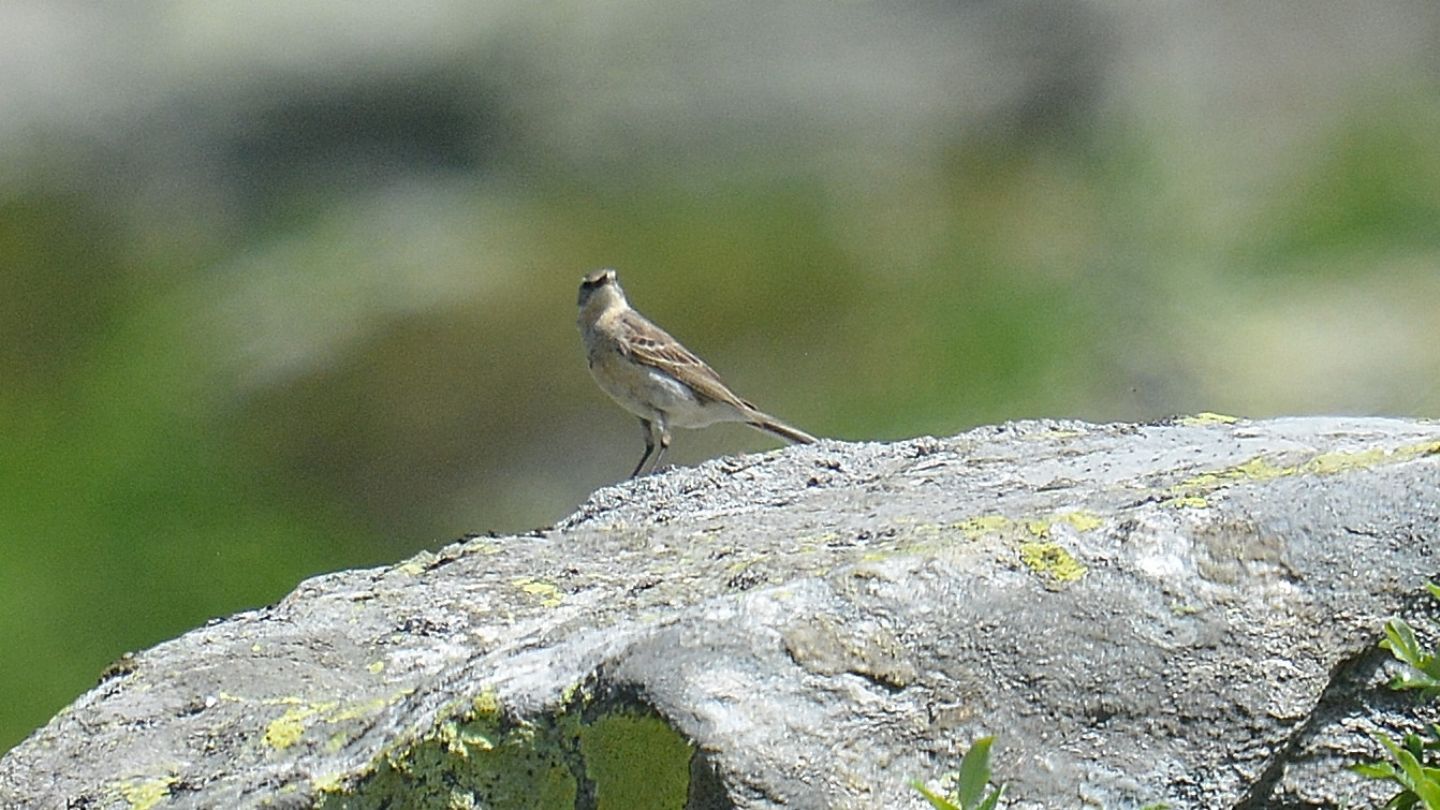 Si riconosce ?  S, Spioncello  (Anthus spinoletta)