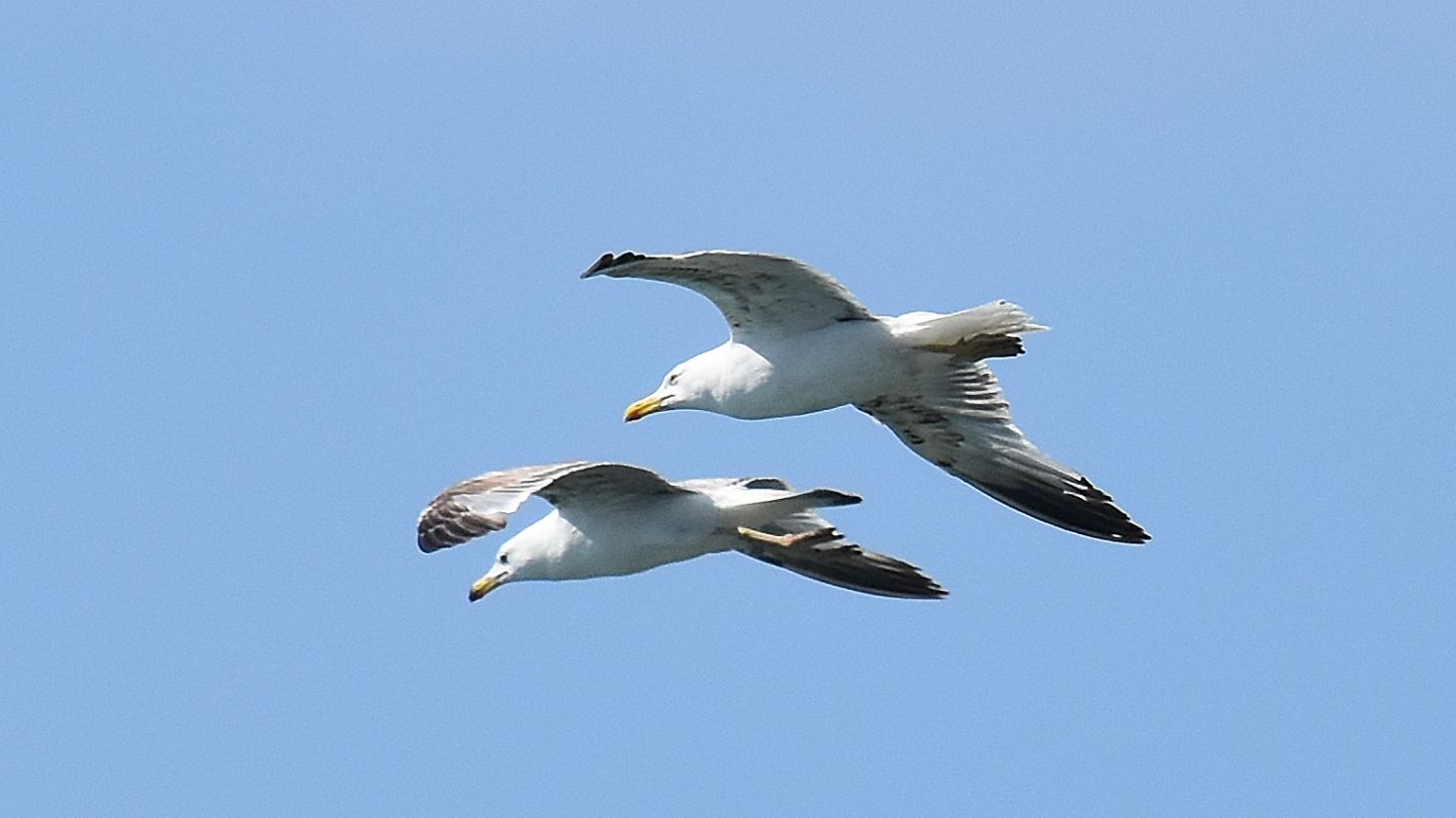 Gabbiani reali (Larus michahellis) immaturi di diverse et