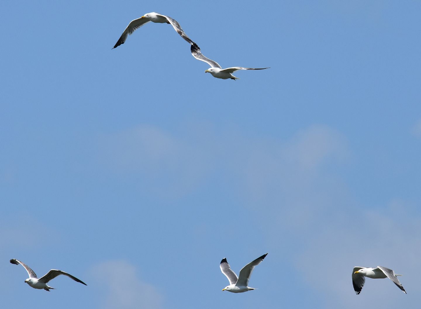 Gabbiani reali (Larus michahellis) immaturi di diverse et