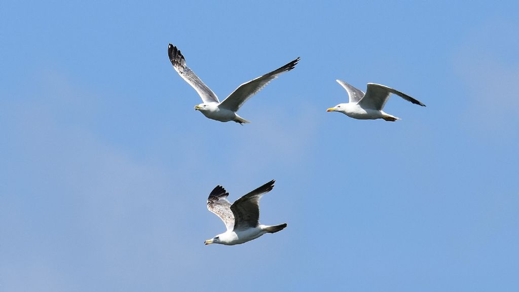 Gabbiani reali (Larus michahellis) immaturi di diverse et