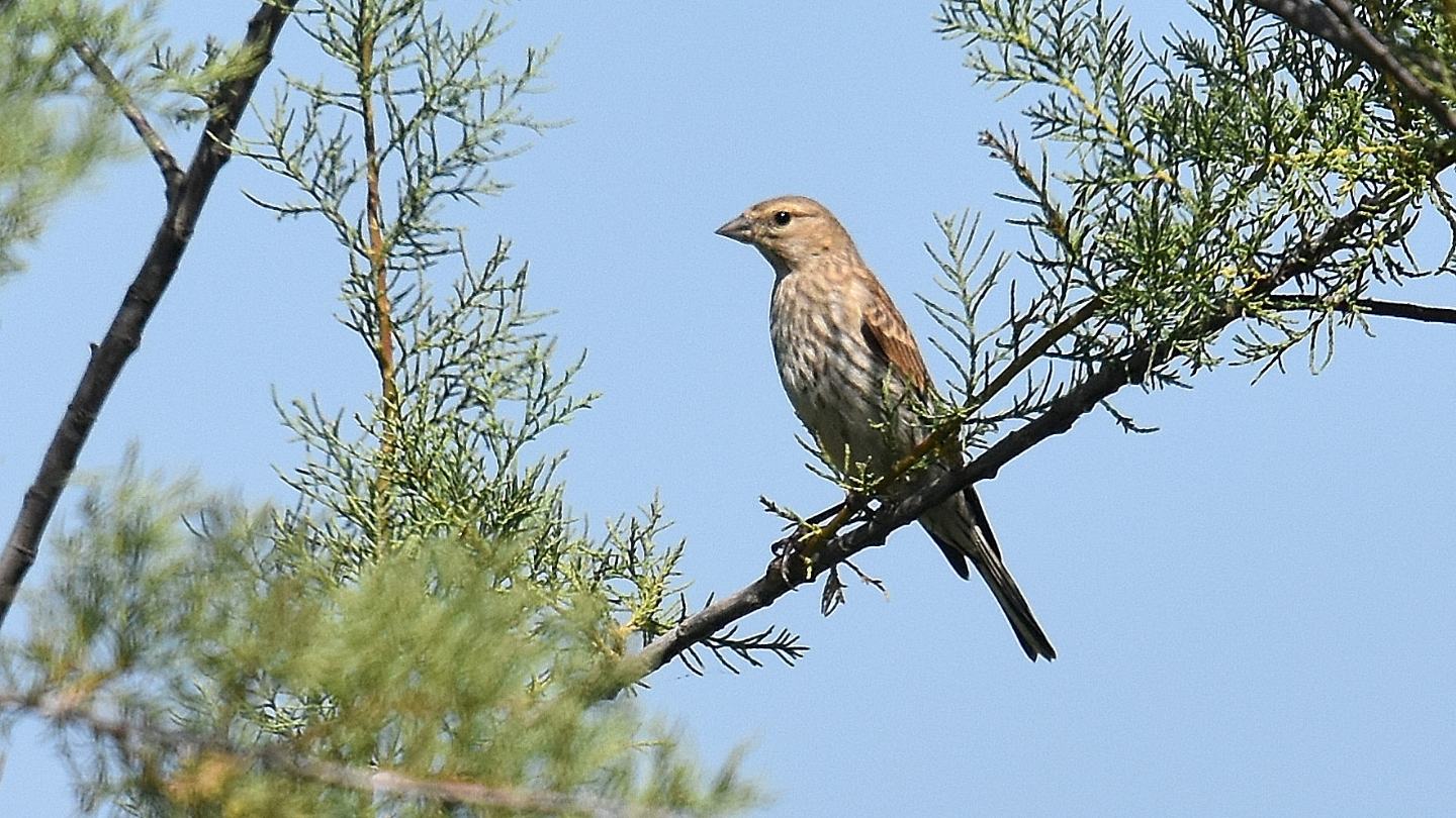 In Corsica: Fanello (Carduelis cannabina)