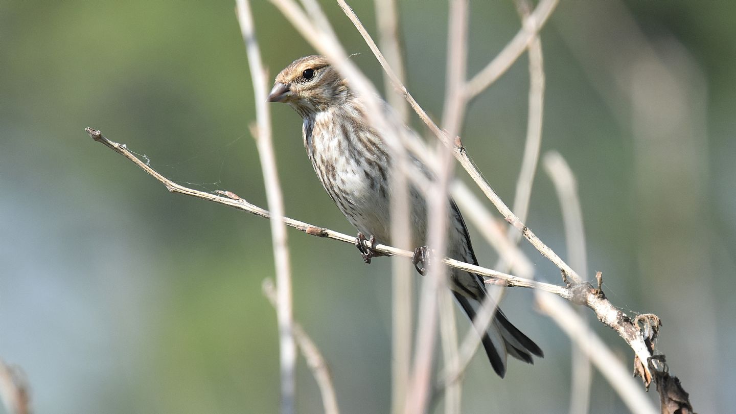 In Corsica: Fanello (Carduelis cannabina)
