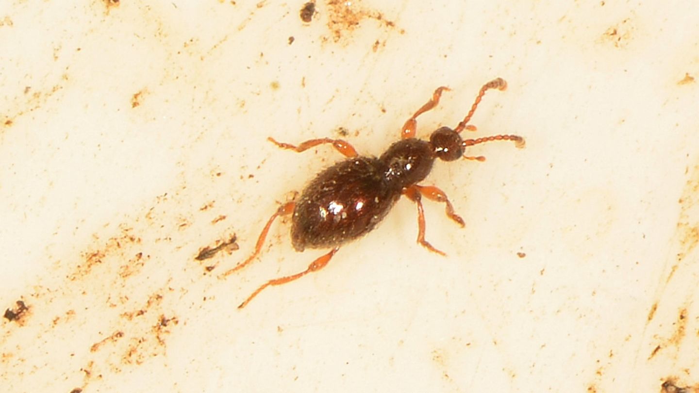 Microcoleottero: Scydmaenus sp. (Scydmaenidae)