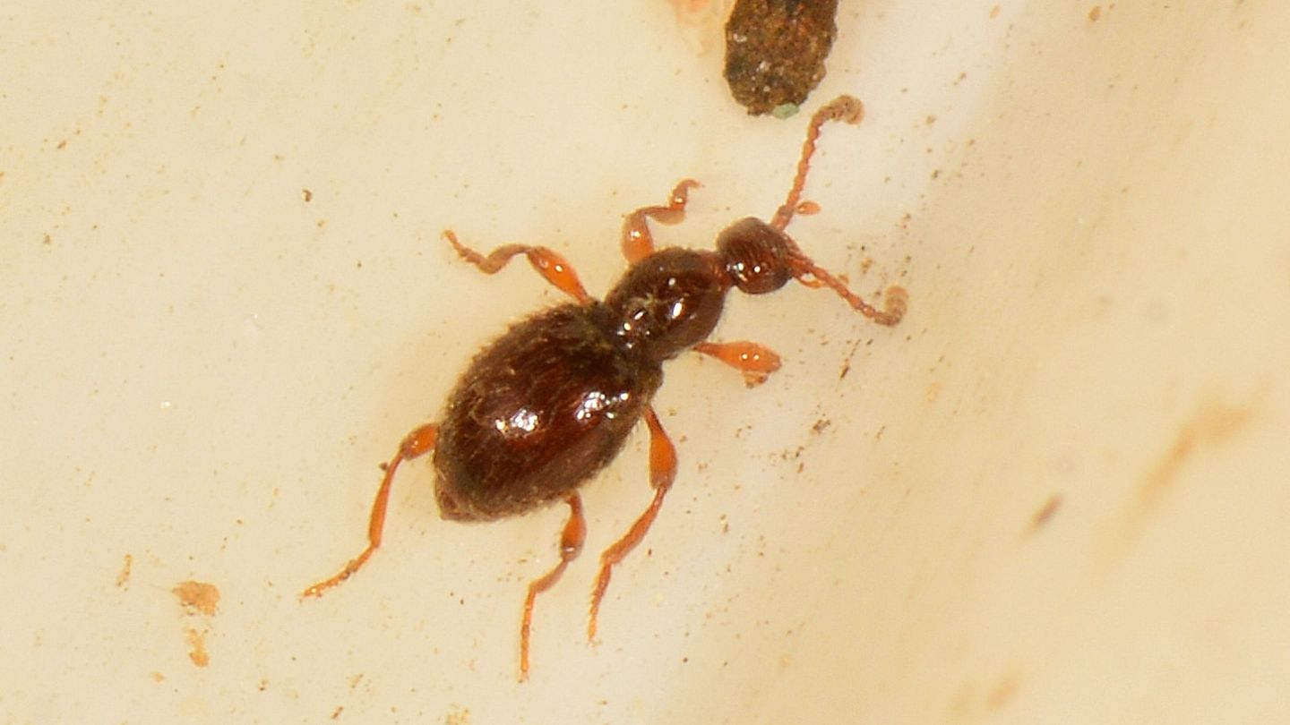 Microcoleottero: Scydmaenus sp. (Scydmaenidae)