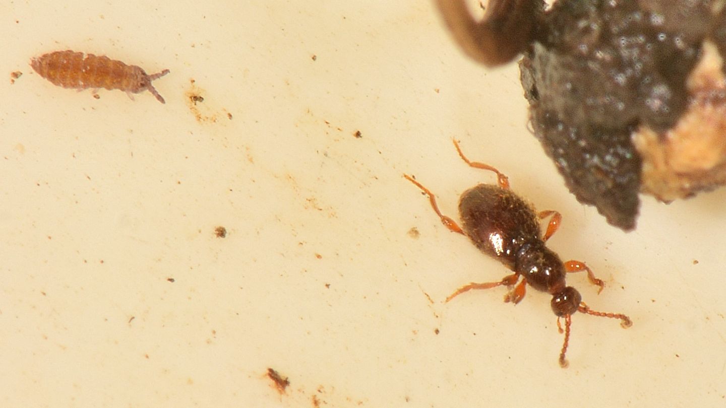 Microcoleottero: Scydmaenus sp. (Scydmaenidae)