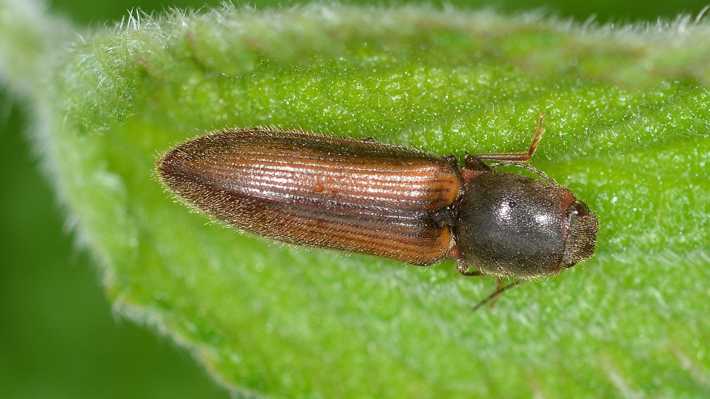 Elateridae bicolore:  Athous vitattus