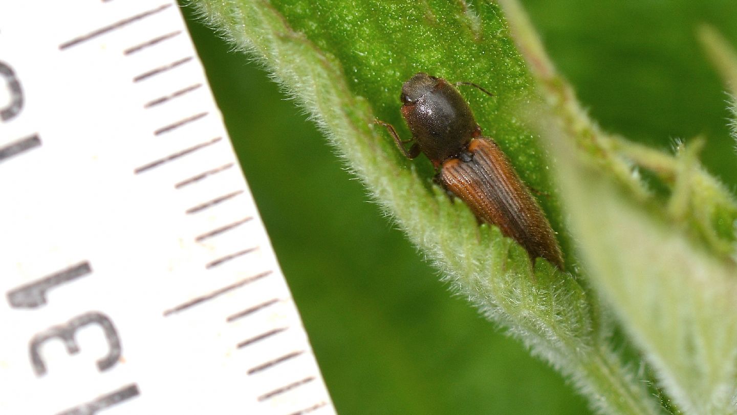 Elateridae bicolore:  Athous vitattus