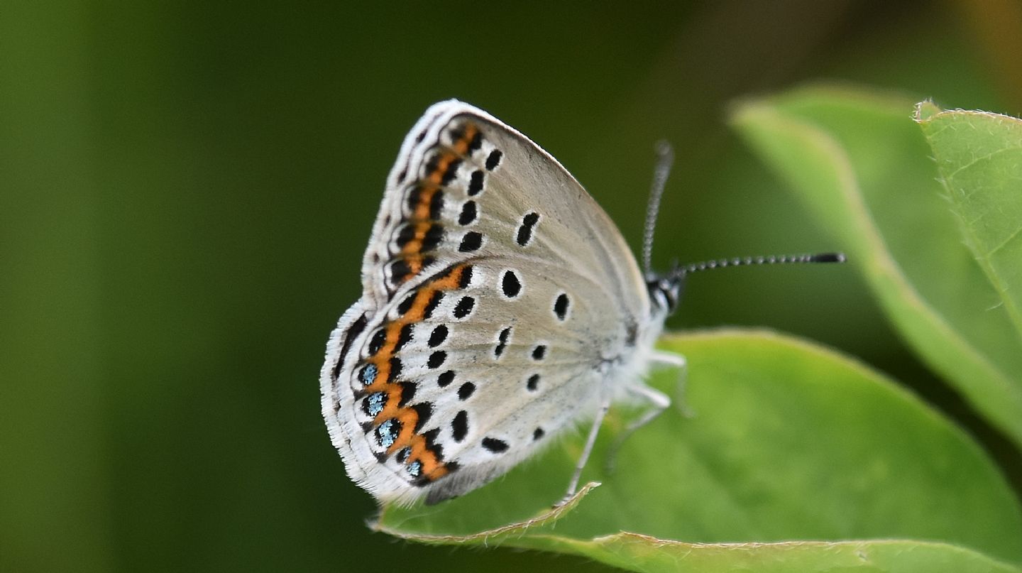 Plebejus ?  S, Plebejus argyrognomon