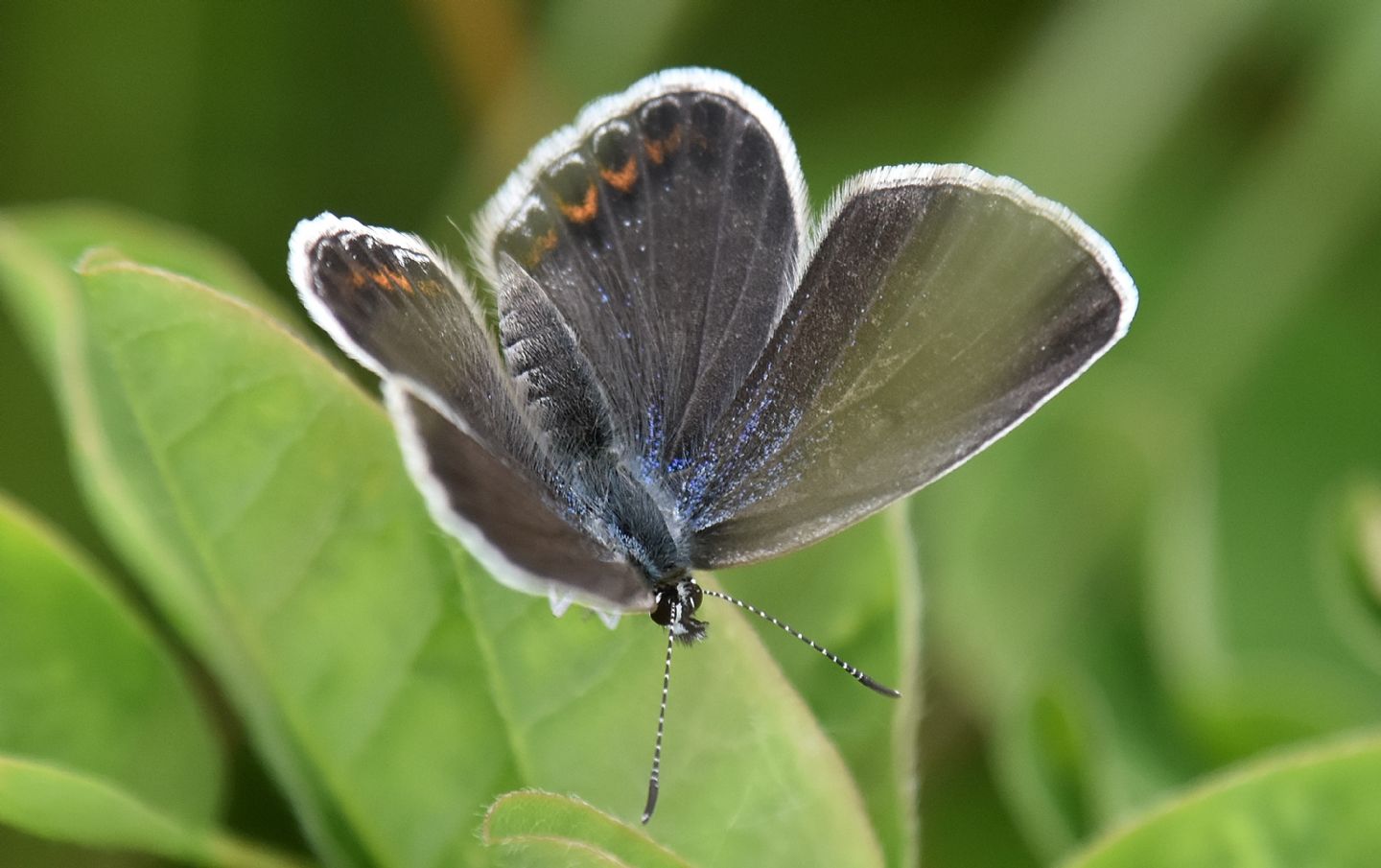 Plebejus ?  S, Plebejus argyrognomon