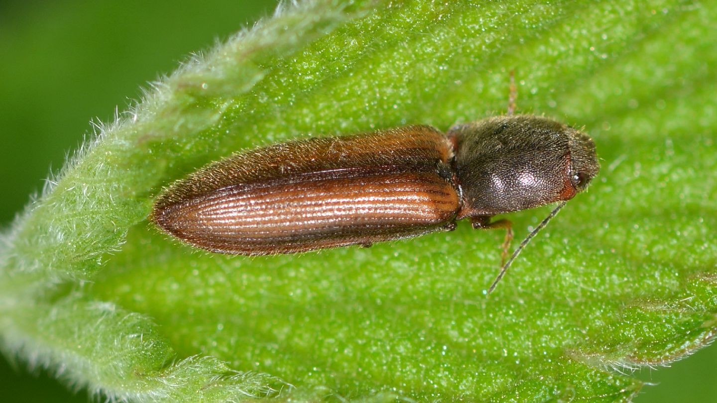 Elateridae bicolore:  Athous vitattus