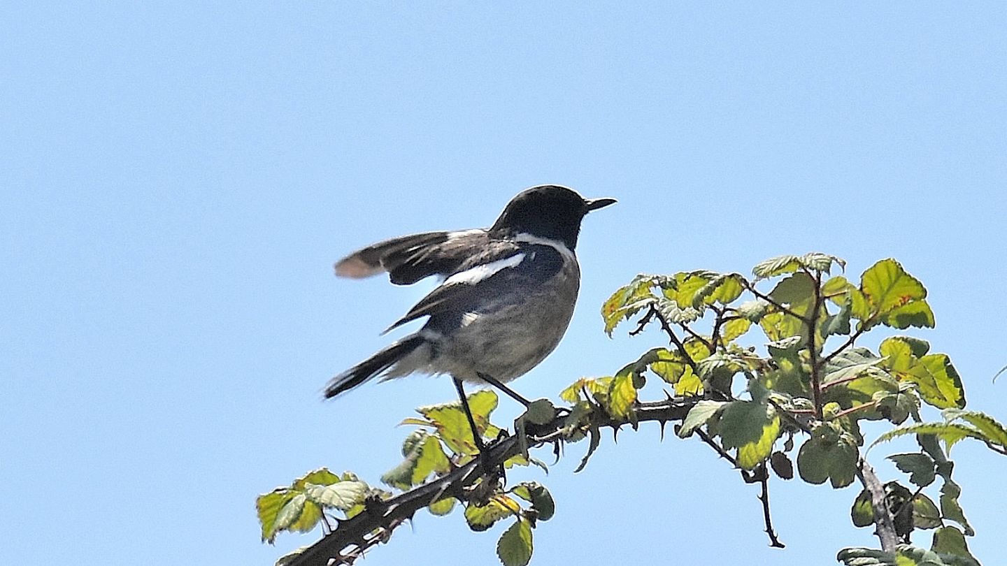 Saltimpalo (Saxicola torquatus), maschio