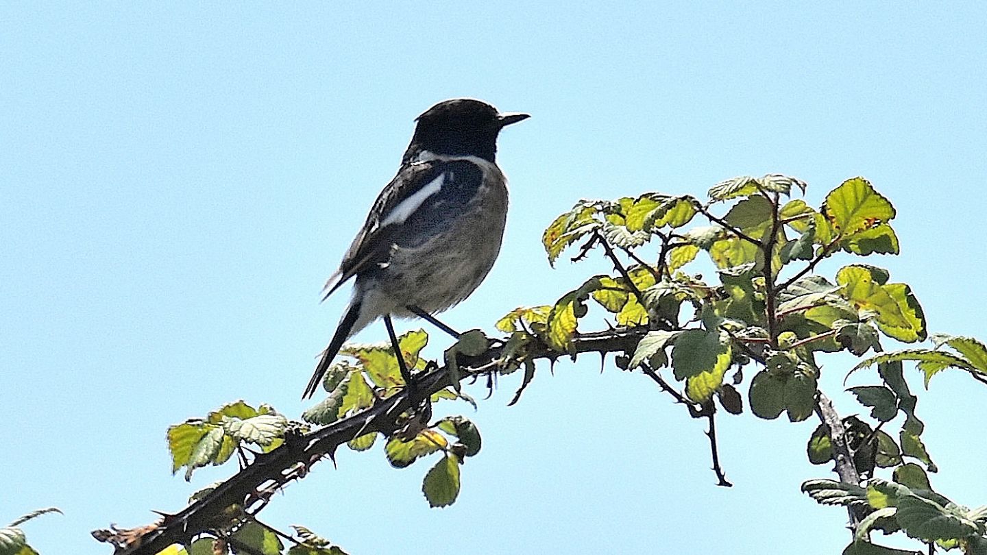 Saltimpalo (Saxicola torquatus), maschio