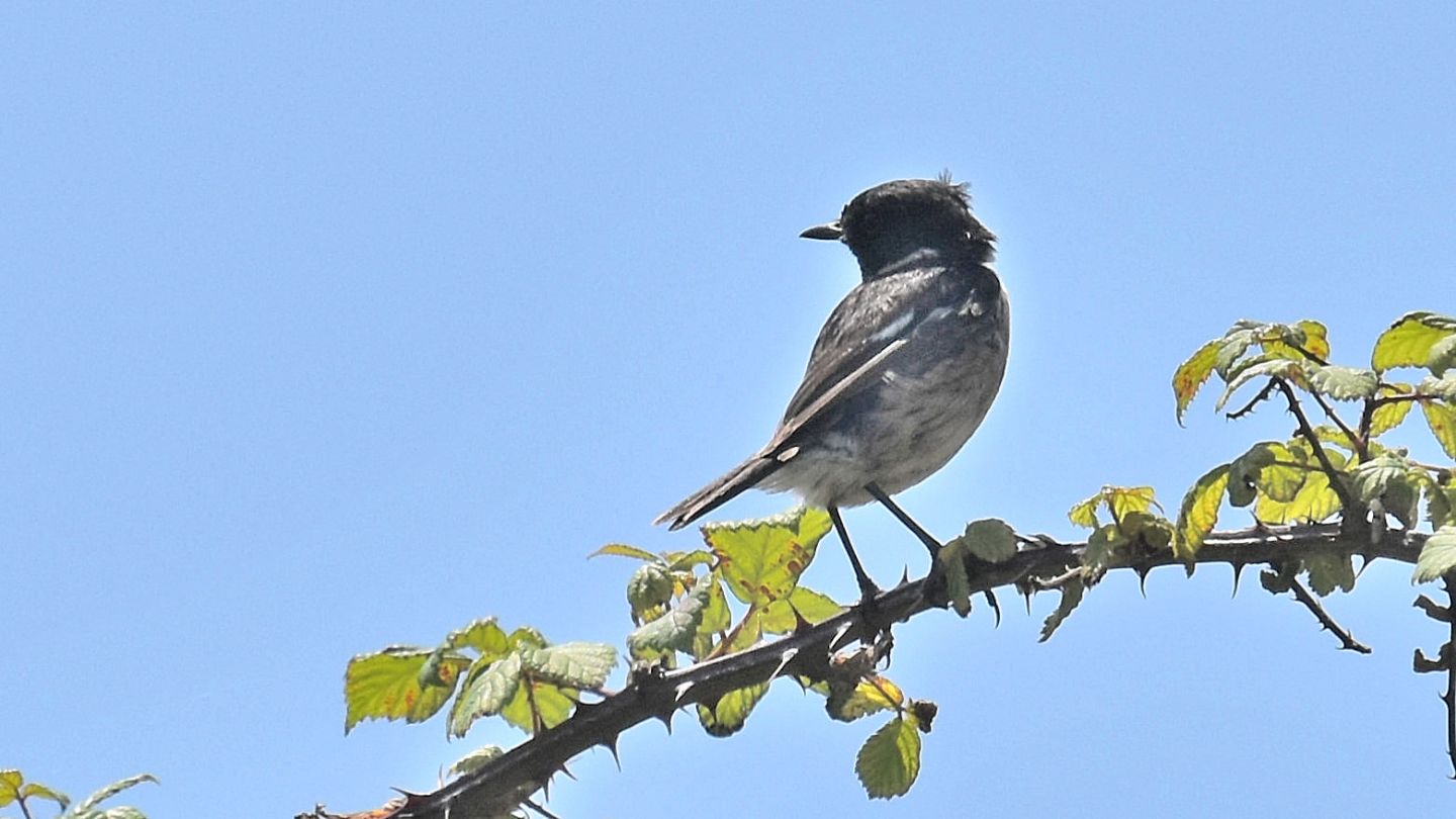 Saltimpalo (Saxicola torquatus), maschio